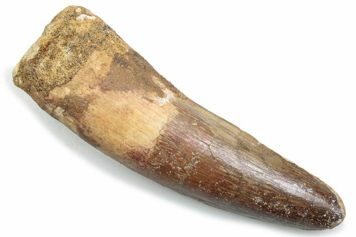 Fossil Spinosaurus Tooth - Real Dinosaur Tooth #381066